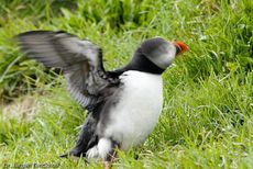 Papageitaucher (12 von 20).jpg